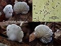 Crepidotus epibryus-amf720